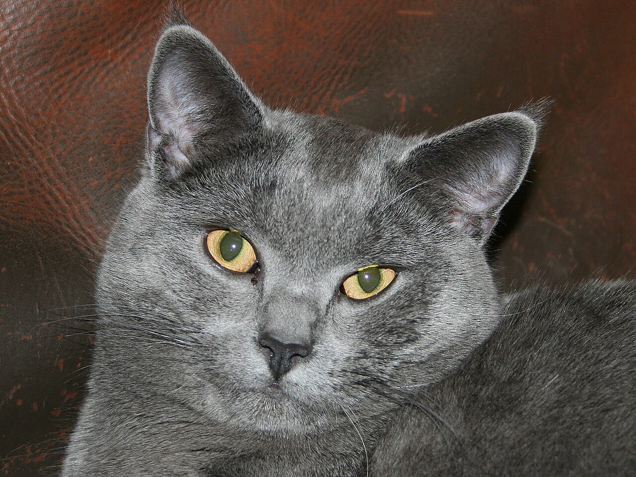 Chartreux — 4