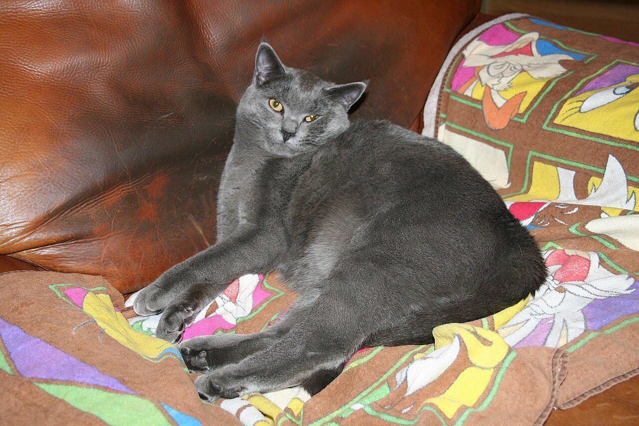 Chartreux — 5