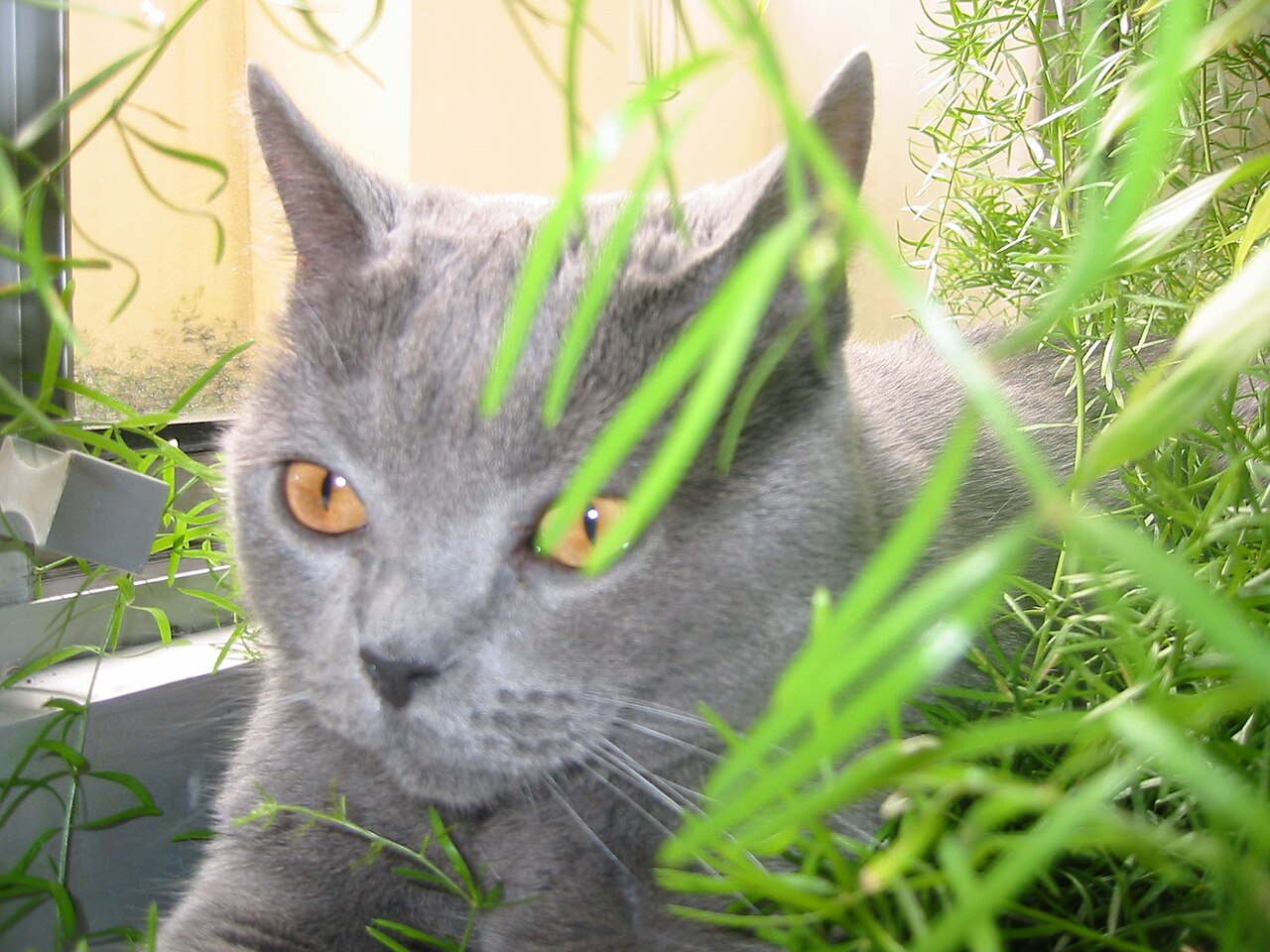 Chartreux — 6