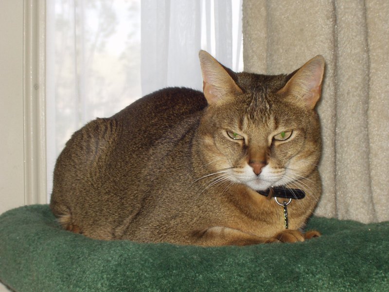 Chausie — 1