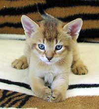 Chausie — 2