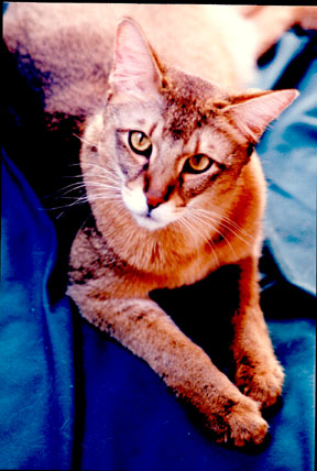 Chausie — 3
