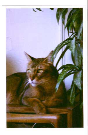 Chausie — 4
