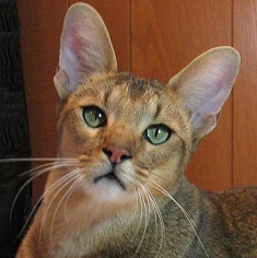 Chausie — 5