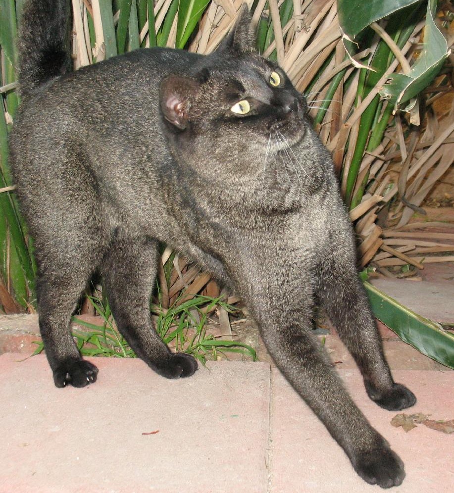 Chausie — 6