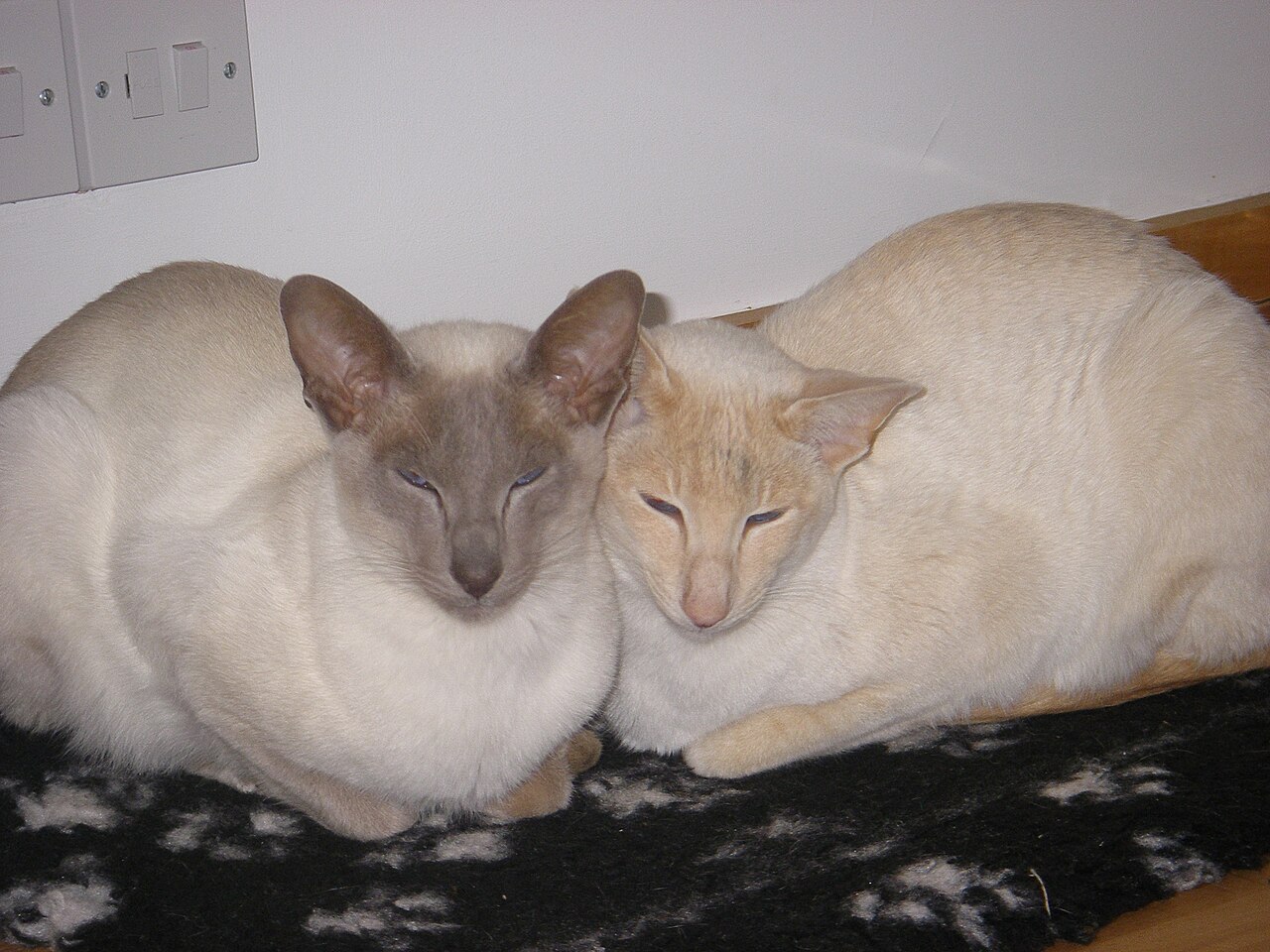 Colorpoint Shorthair — 1