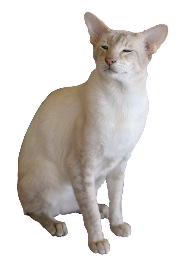 Colorpoint Shorthair — 4