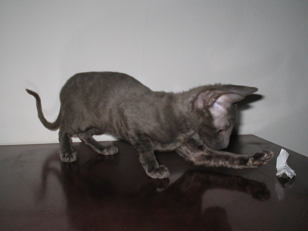 Cornish Rex — 1