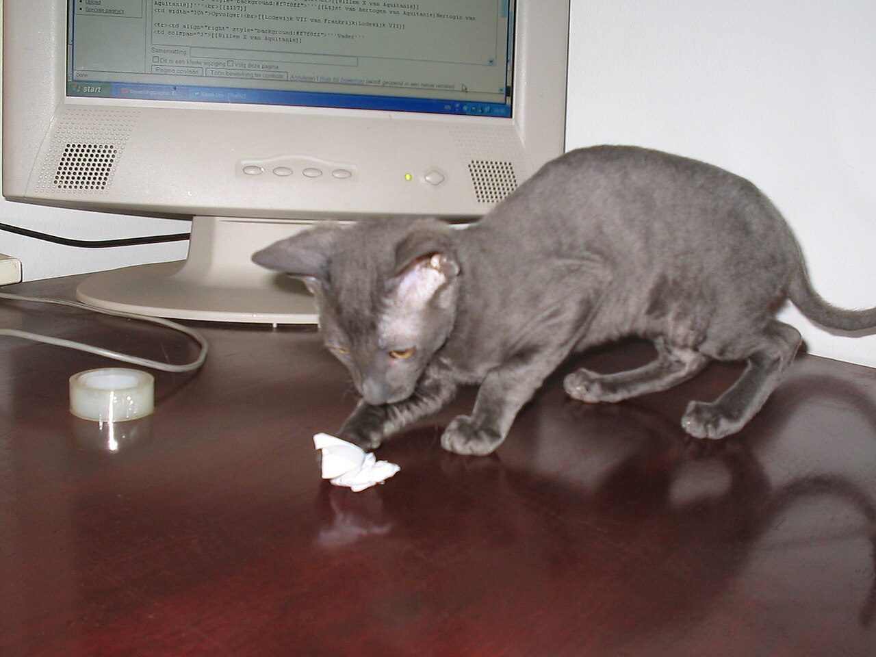 Cornish Rex — 2