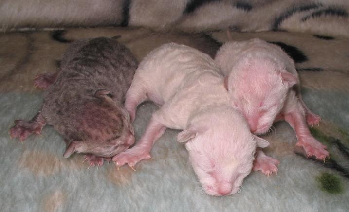Cornish Rex — 3