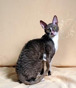 Cornish Rex — 4