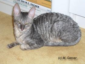 Cornish Rex — 5
