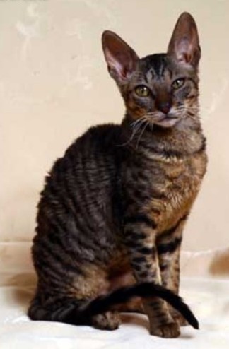 Cornish Rex — 6