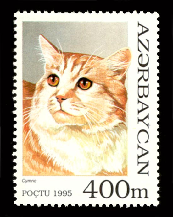 Cymric or Manx Longhair — 1