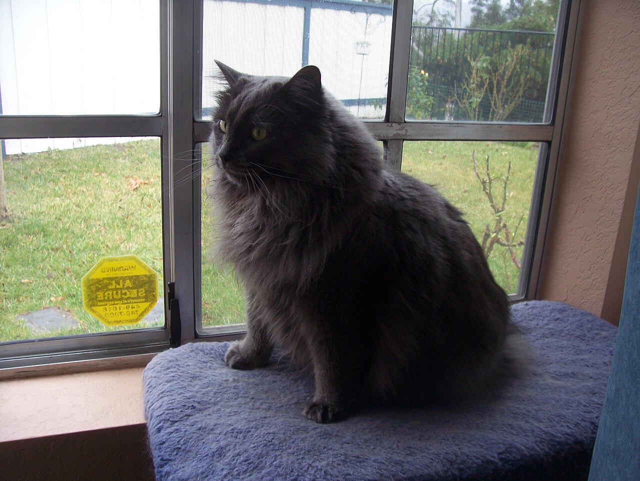 Cymric or Manx Longhair — 2