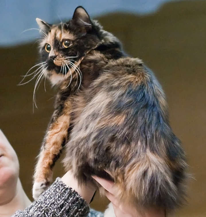 Cymric or Manx Longhair — 3