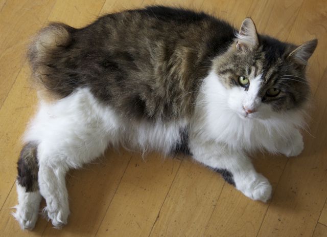 Cymric or Manx Longhair — 4