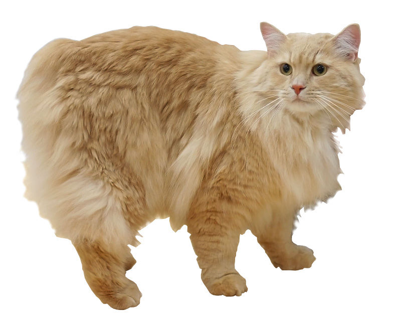 Cymric or Manx Longhair — 5