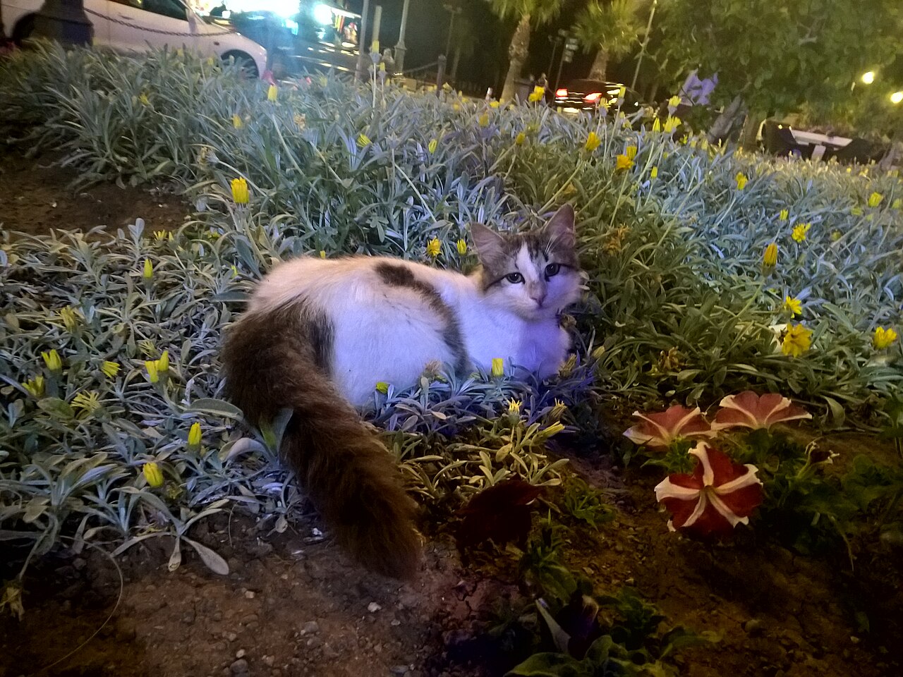 Cyprus — 4