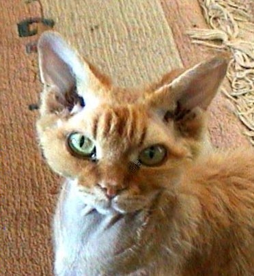 Devon Rex — 1