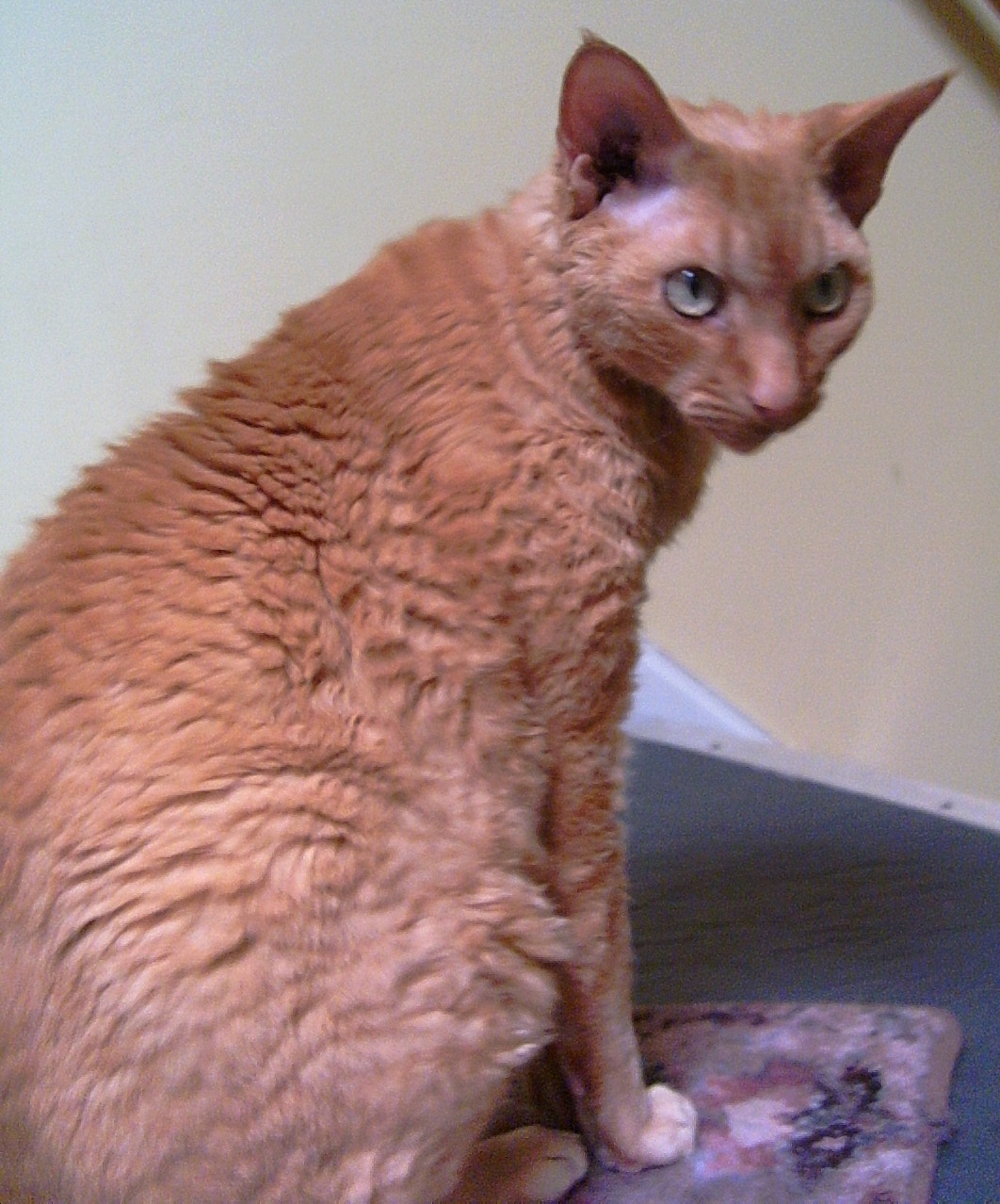 Devon Rex — 2