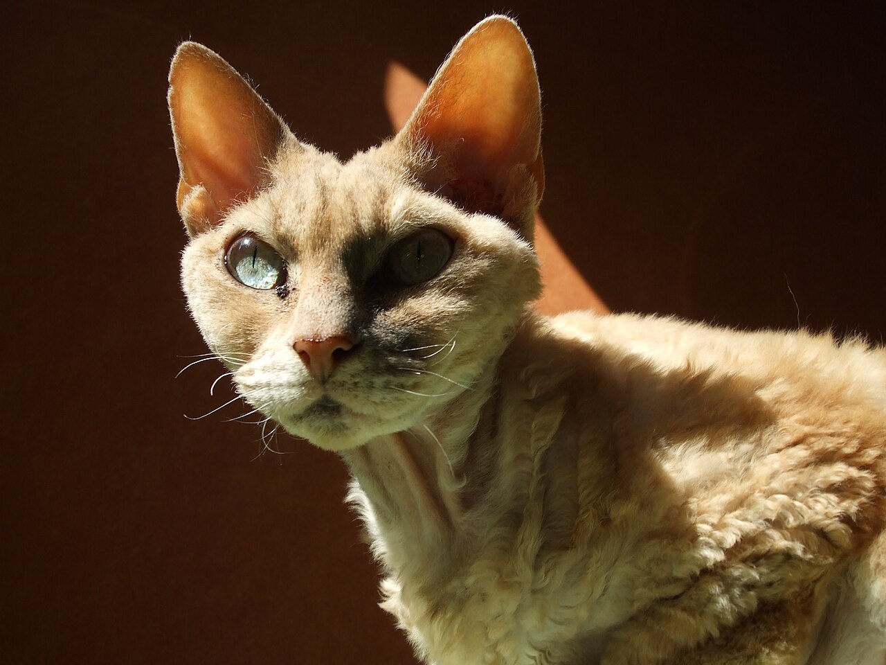 Devon Rex — 3