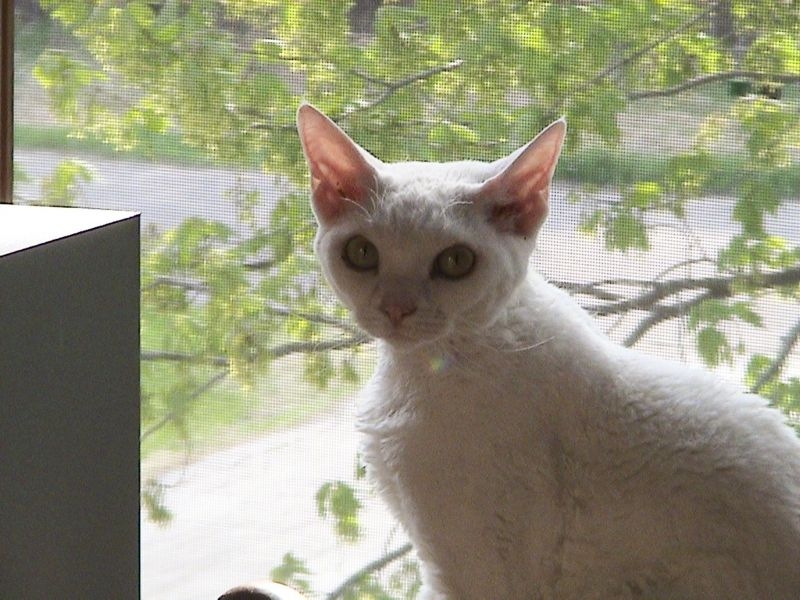 Devon Rex — 4