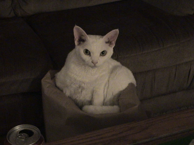 Devon Rex — 5