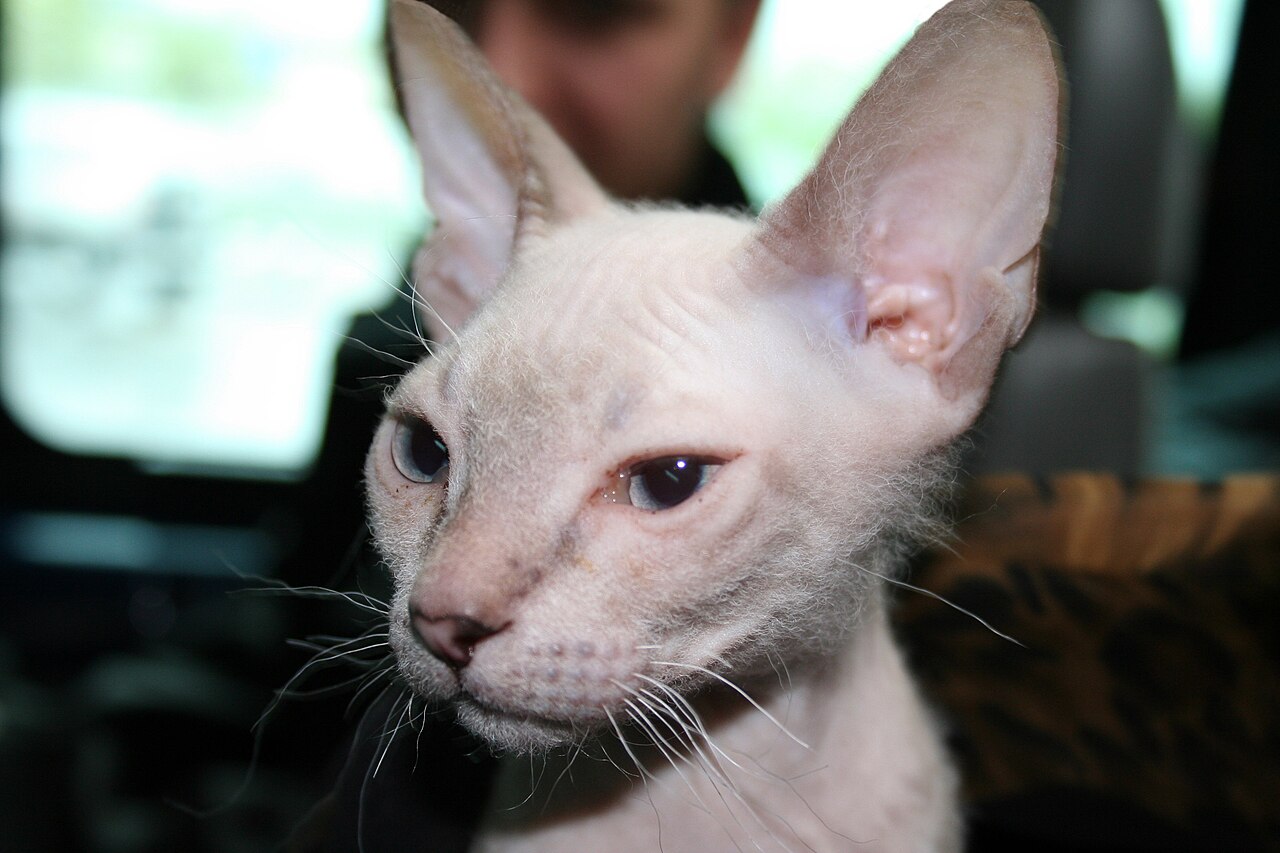 Donskoy, or Don Sphynx — 1
