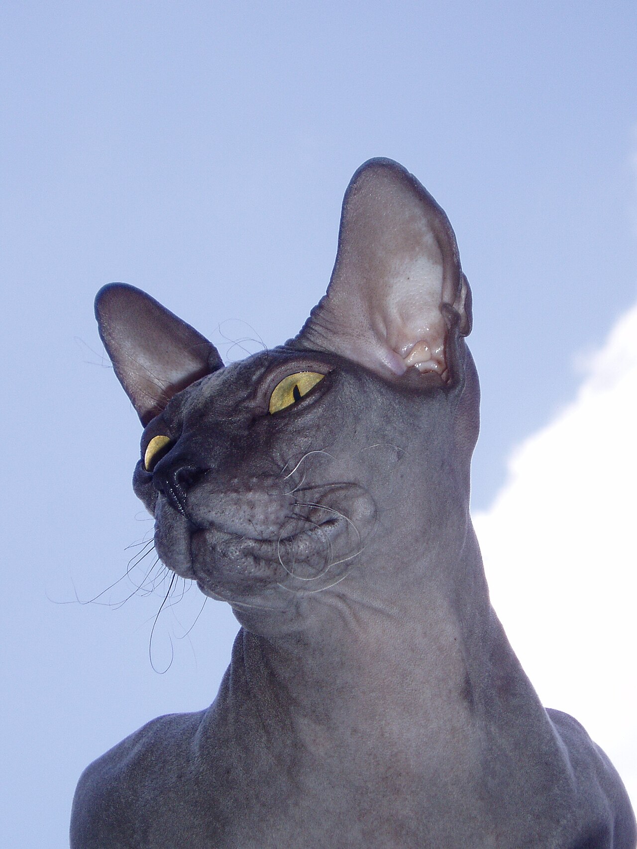 Donskoy, or Don Sphynx — 2