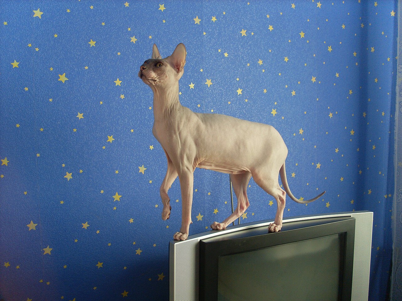 Donskoy, or Don Sphynx — 3