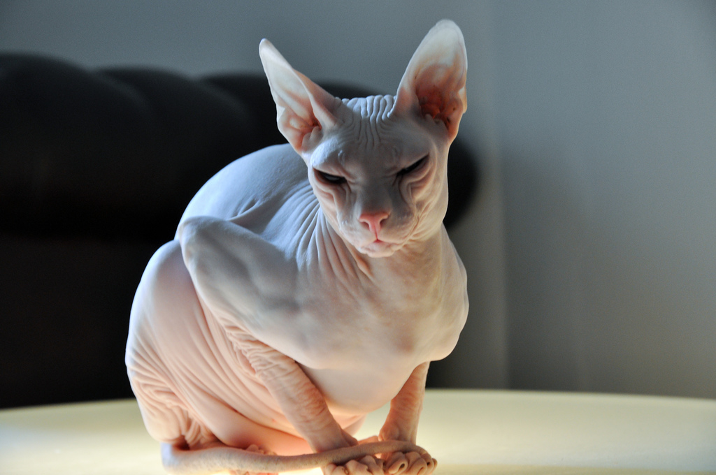 Donskoy, or Don Sphynx — 4