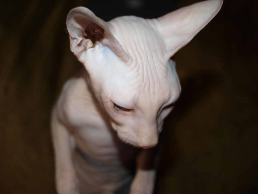 Donskoy, or Don Sphynx — 5