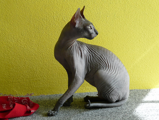 Donskoy, or Don Sphynx — 6