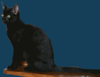Egyptian Mau — 1