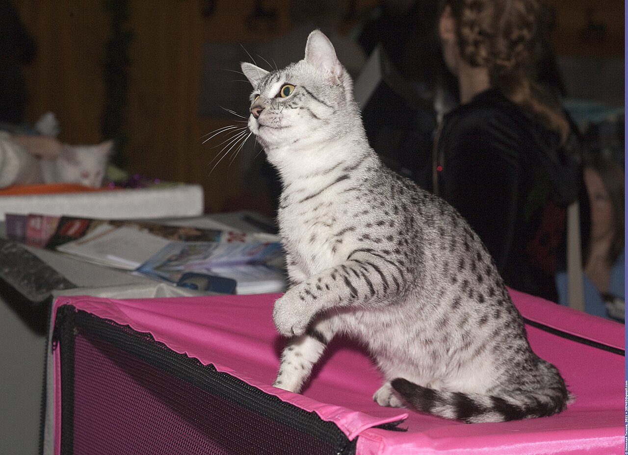 Egyptian Mau — 2