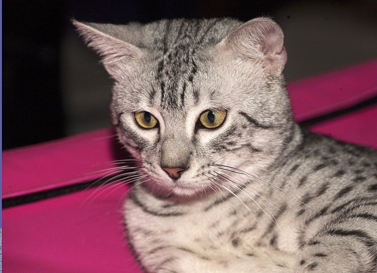 Egyptian Mau — 3
