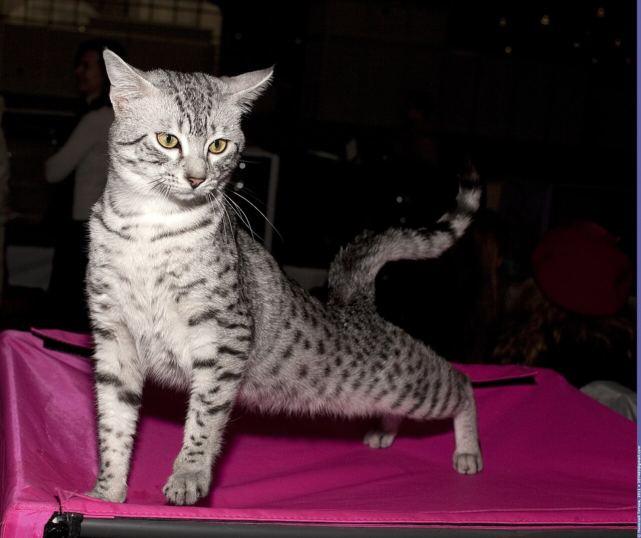 Egyptian Mau — 4