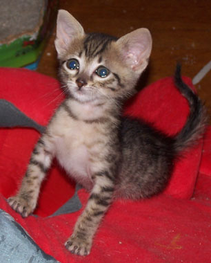 Egyptian Mau — 5