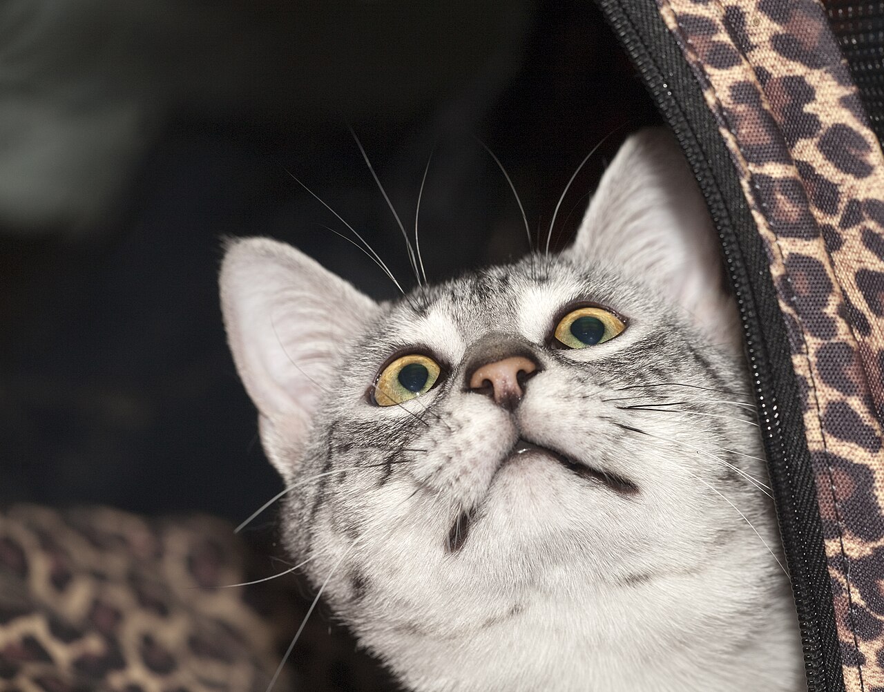 Egyptian Mau — 6