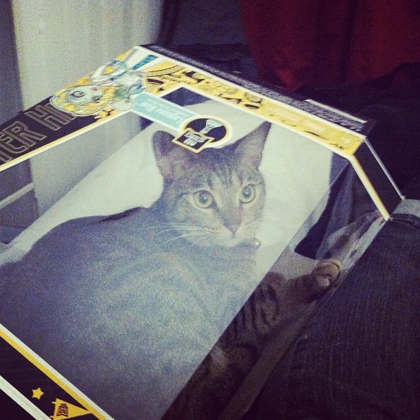 Egyptian Mau