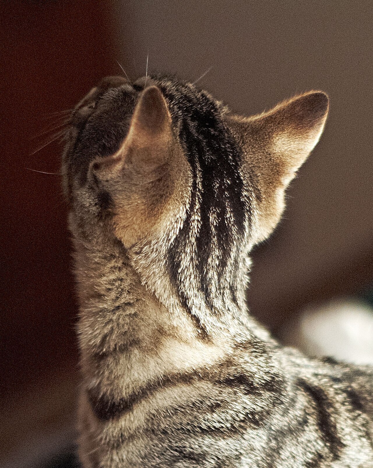 European Shorthair — 1
