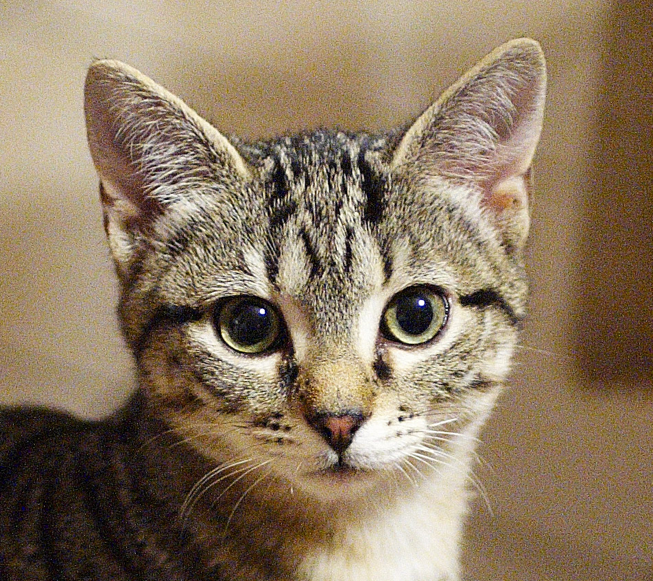 European Shorthair — 2
