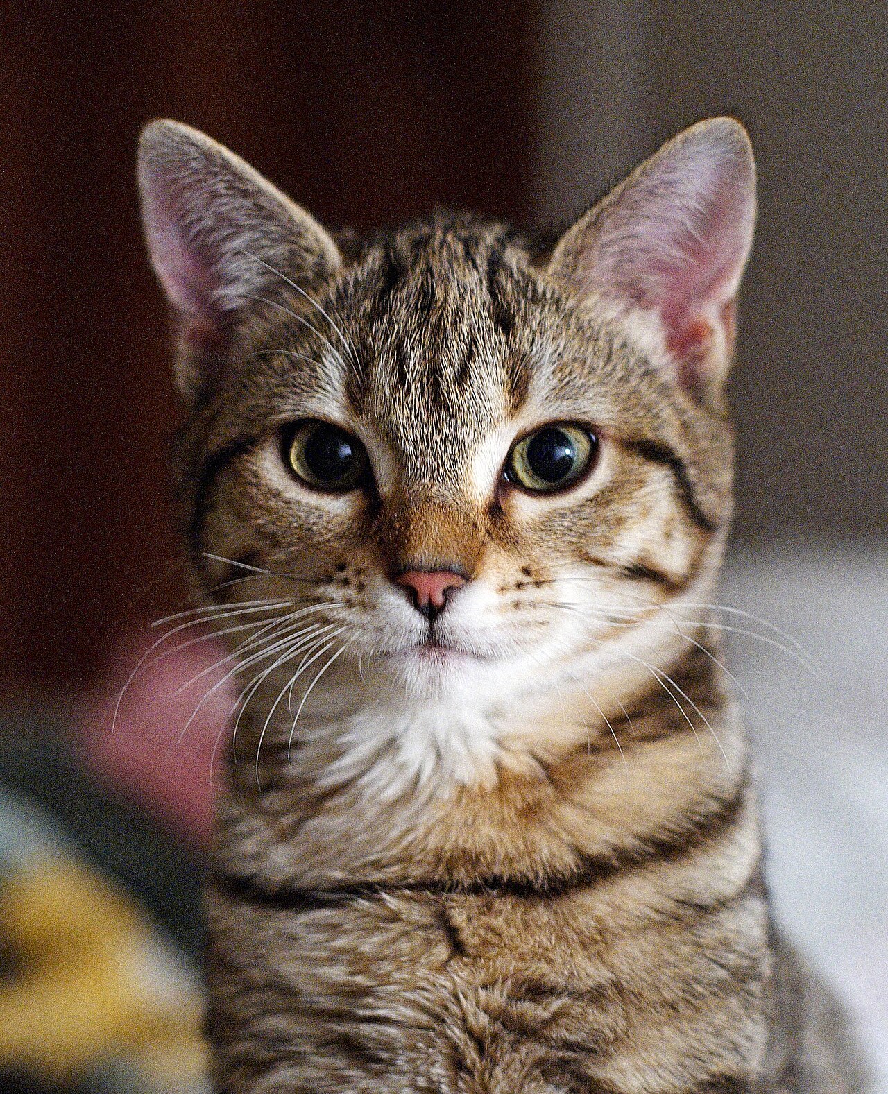 European Shorthair — 3