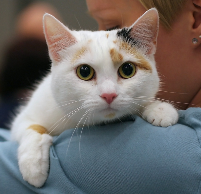 European Shorthair — 4
