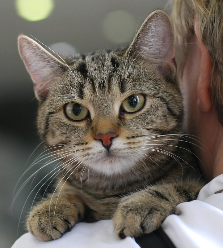 European Shorthair — 5