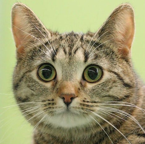 European Shorthair — 6