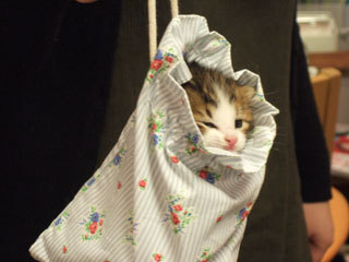 European Shorthair