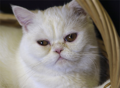 Exotic Shorthair — 1