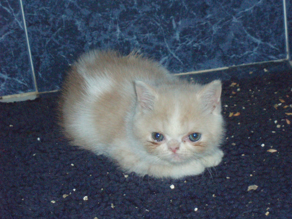 Exotic Shorthair — 2